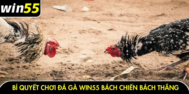Bí quyết chơi đá gà Win55 bách chiến bách thắng